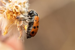 Hycleus duodecimpunctatus