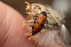 Hycleus duodecimpunctatus