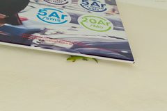 Phelsuma kochi
