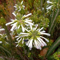 Erica thomae thomae