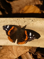 Vanessa atalanta