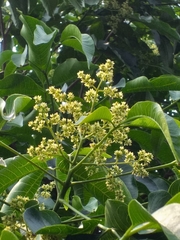 Balfourodendron riedelianum