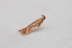 Metzneria aprilella