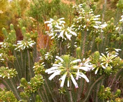 Erica thomae thomae