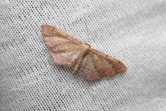 Idaea infirmaria