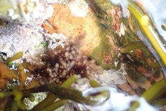 Callithamnion stuposum