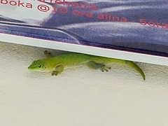 Phelsuma kochi