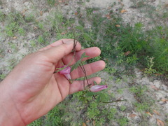 Ipomoea heptaphylla