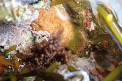 Callithamnion stuposum