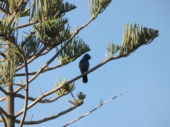 Corvus monedula