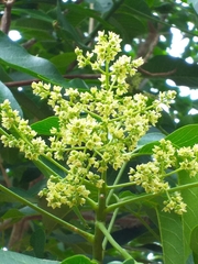 Balfourodendron riedelianum