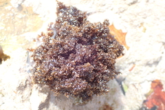 Gelidium pristoides