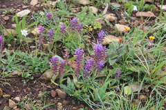 Lachenalia orchioides parviflora