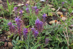 Lachenalia orchioides parviflora