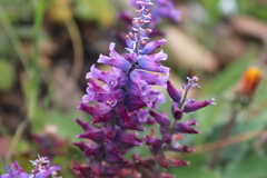 Lachenalia orchioides parviflora