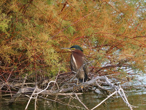 Green Heron photographed in Nevada