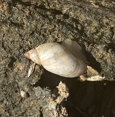 Succinea floridana