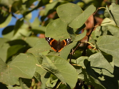 Vanessa atalanta