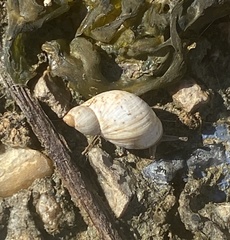 Succinea floridana