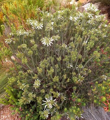 Erica thomae thomae