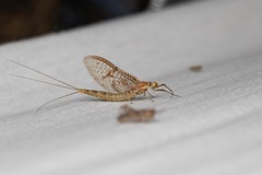 Ephemera glaucops