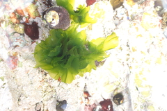 Ulva rigida