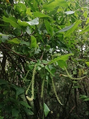 Coccoloba liebmannii