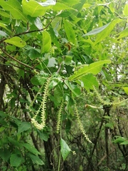 Coccoloba liebmannii