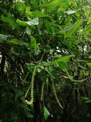 Coccoloba liebmannii