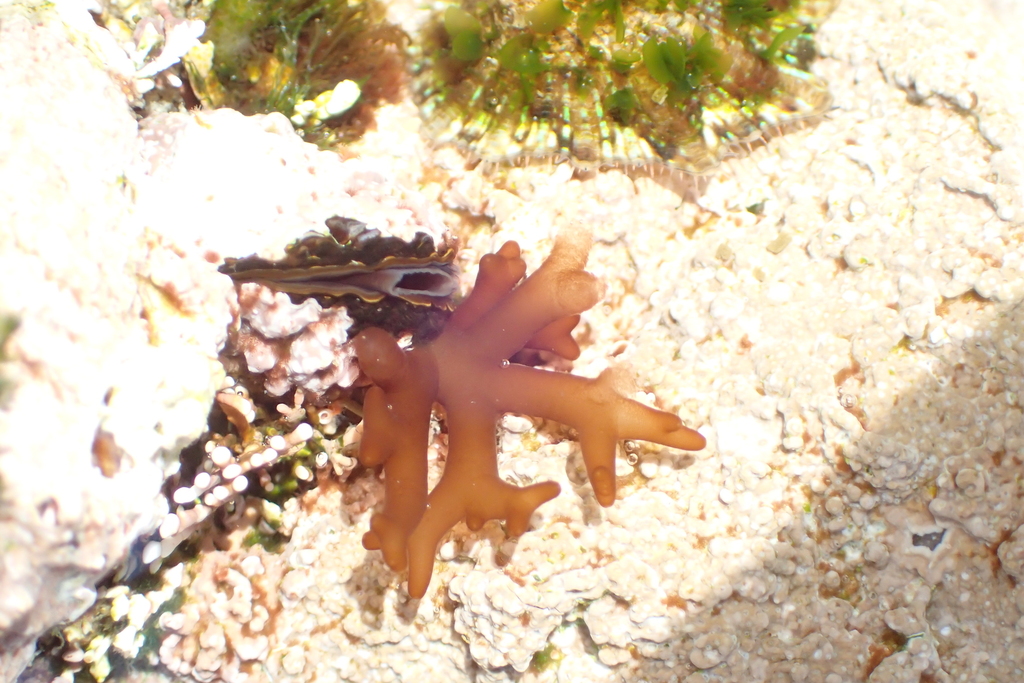 Ahnfeltiopsis polyclada