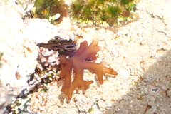 Ahnfeltiopsis polyclada
