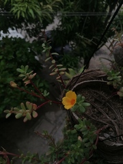 Portulaca umbraticola