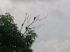 Melanerpes chrysogenys