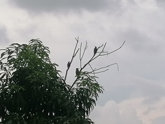 Melanerpes chrysogenys
