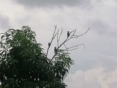 Melanerpes chrysogenys