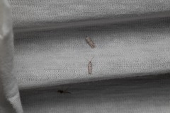 Symmocoides oxybiella