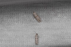 Symmocoides oxybiella