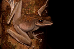 Polypedates colletti