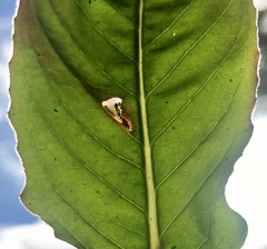 Aristotelia isopelta