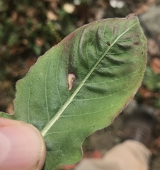 Aristotelia isopelta