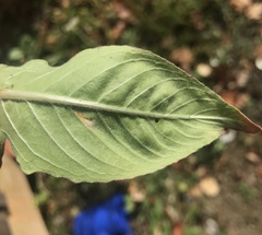 Aristotelia isopelta