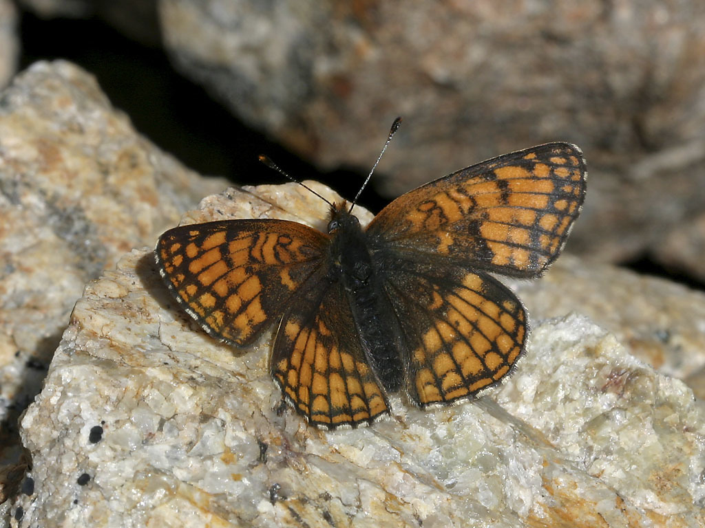 Sierra Nevada Checkerspot
