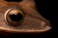 Polypedates colletti