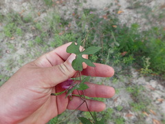 Ipomoea heptaphylla