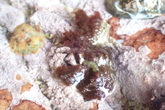 Callithamnion collabens