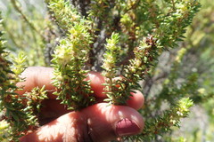 Erica glumiflora