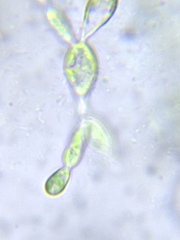 Fritschiella tuberosa