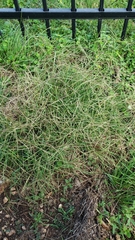 Chloris andropogonoides