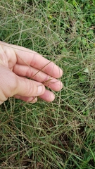 Chloris andropogonoides