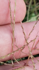 Chloris andropogonoides